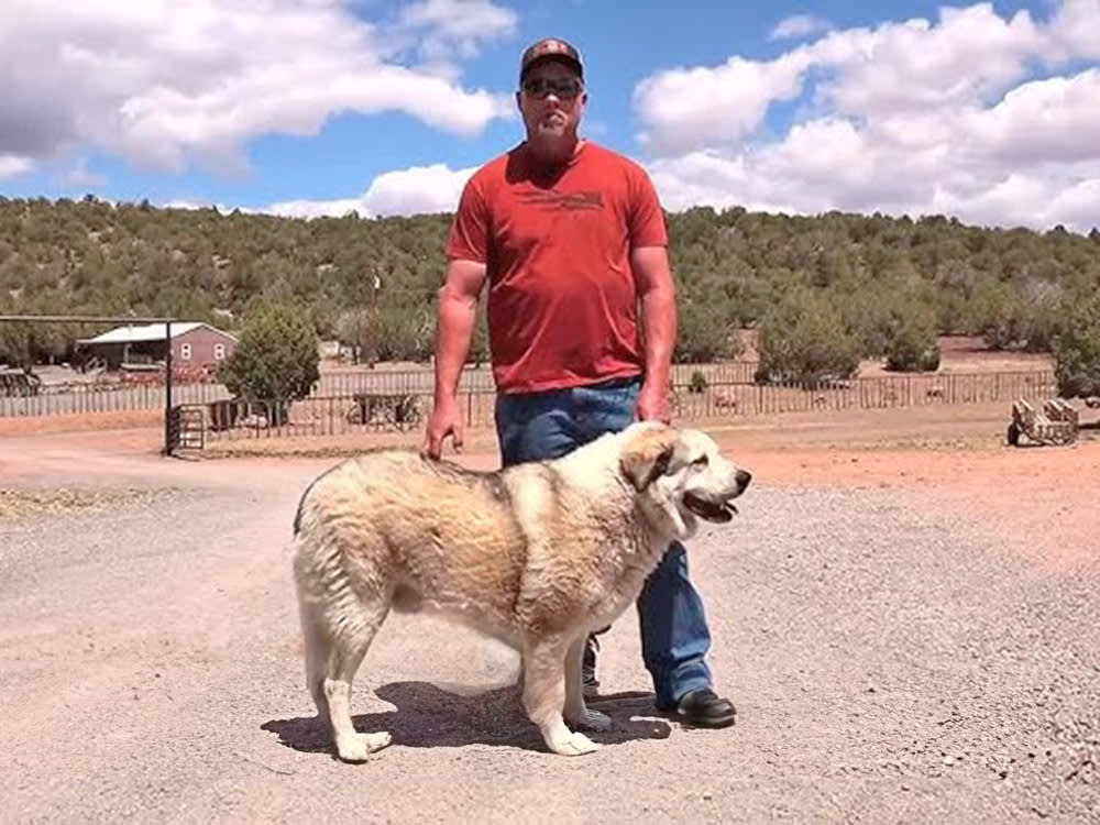 A 160-Pound Ranch Dog Found a Lost Toddler. His Breed Was Built for Exactly This.