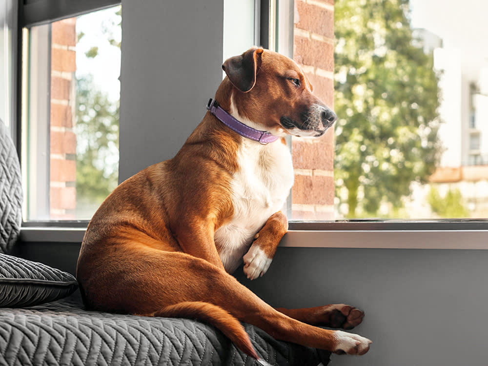 Your Dog Isn't Lonely. Point a Camera at Them and Find Out.