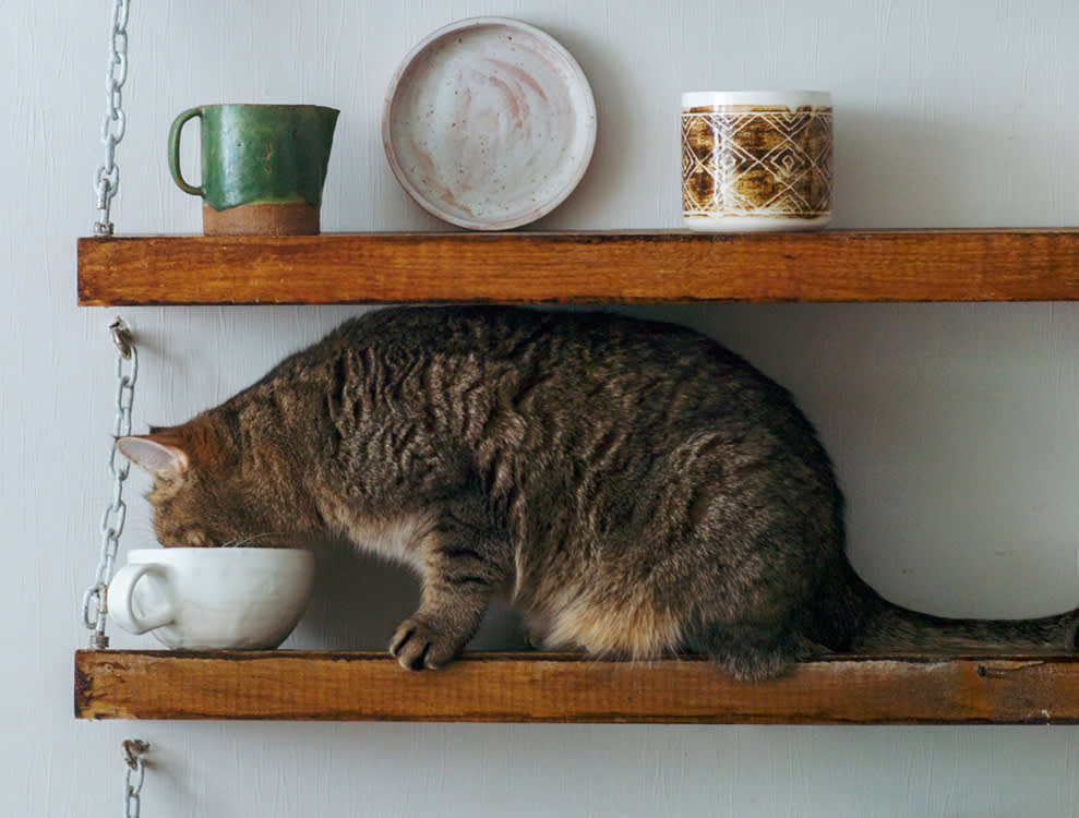 Your Cat's Bowl Is Boring. Make Her Hunt for Dinner.