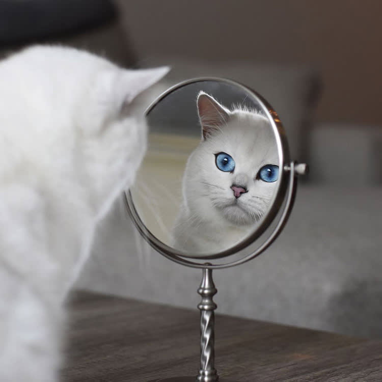 The Cutest Pet Doesn't Win. The Most Professional One Does.