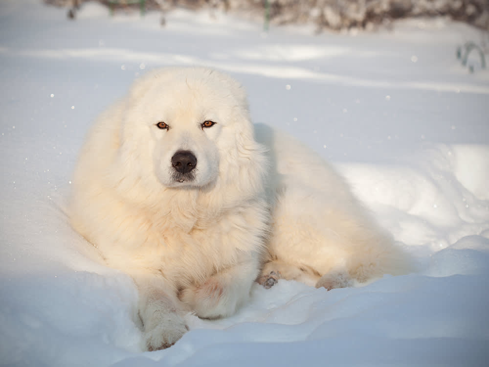The Fluffy Sheepdogs That Saved an Island of Penguins