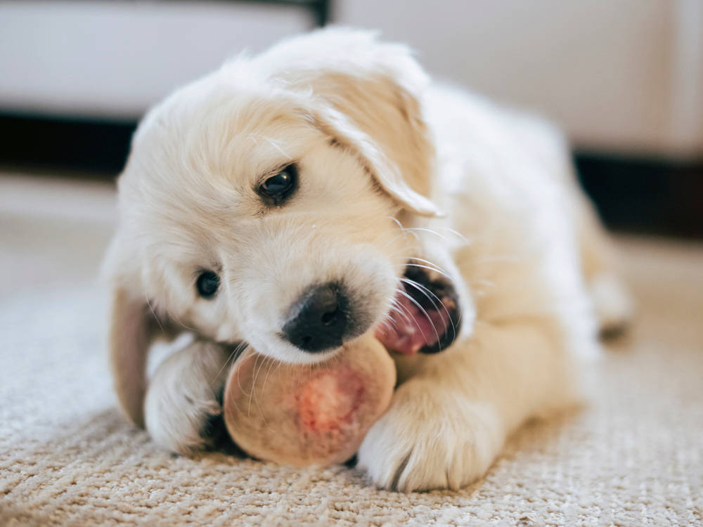 The Marrow Bone Trap: Why That Ring Shape Lands Dogs in the ER