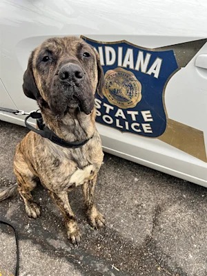 A Dog Was Caged on an Open Trailer at 80 MPH in 26-Degree Cold. One Driver's Video Saved Him.