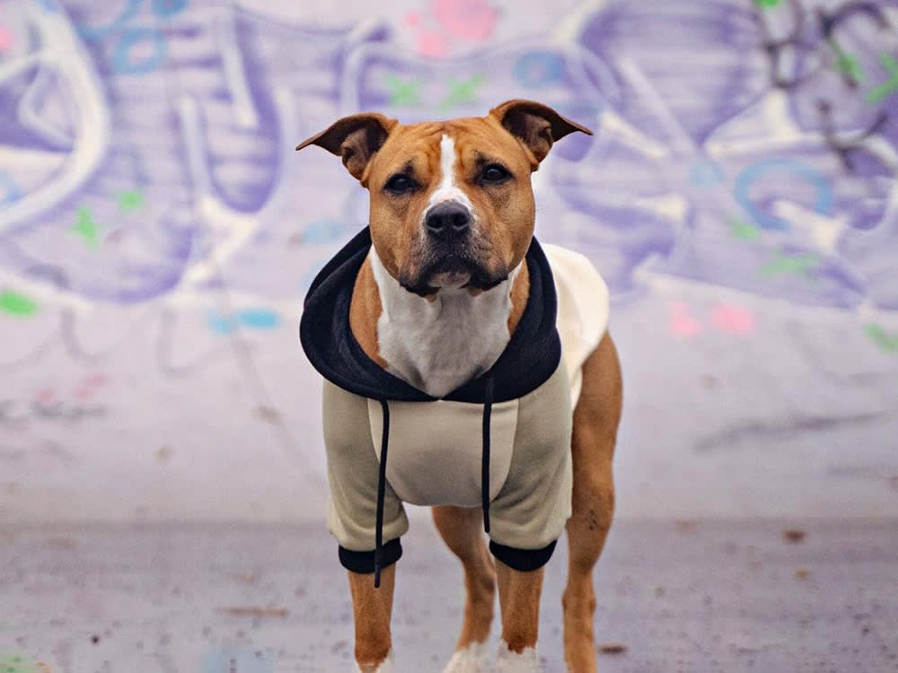 The Matching Hoodie Trend Has a Sizing Problem. It's Yours, Not Your Dog's