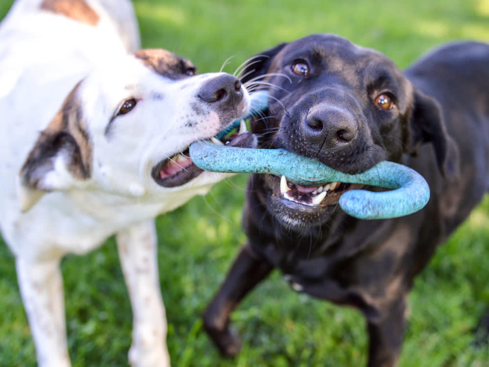 You Can't Force a Dog Friendship. But 6 Things Stack the Deck