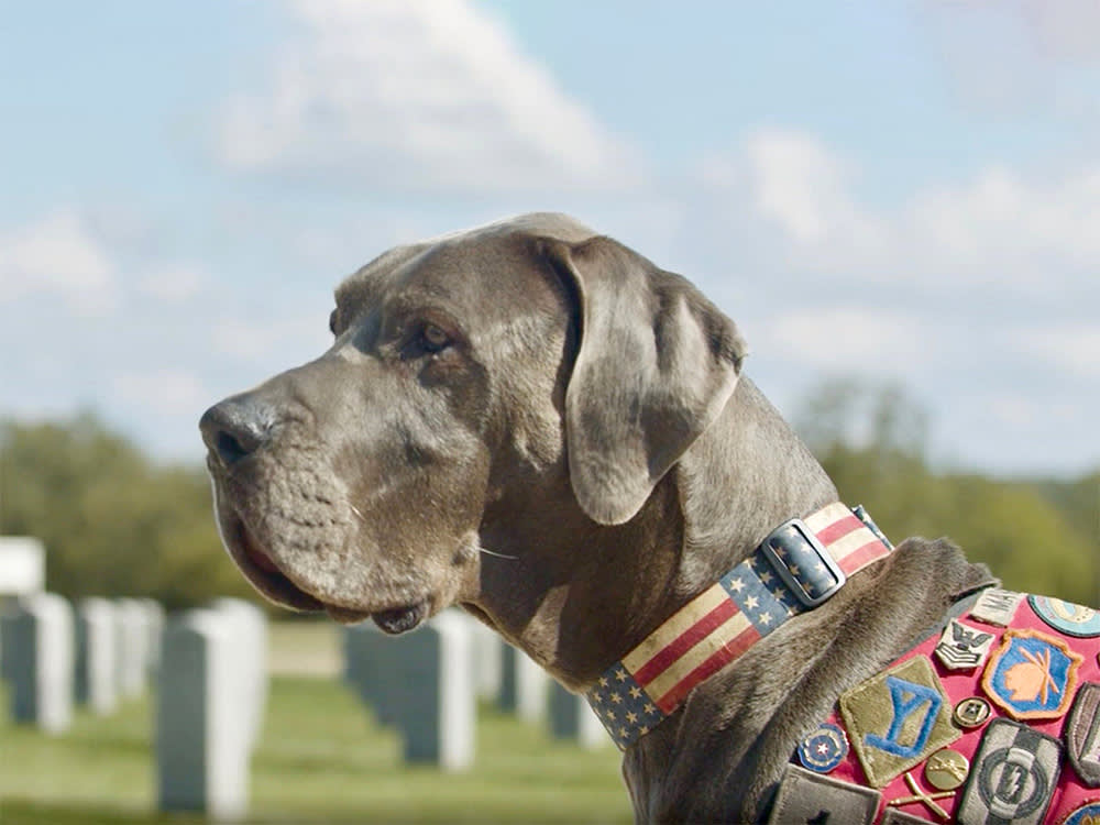 The Hero Dog Who Smelled His Owner's Cancer Before the Doctors Did
