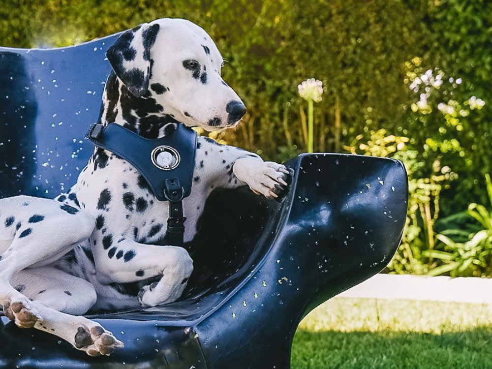 Crystal-Healing Dog Gear Is a Real Thing. The Design Is Great, the 'Healing' Is Not.