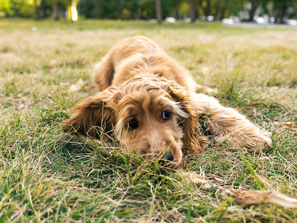 Michigan's 'Mystery Dog Illness' Was Parvo All Along. The Test Was the Liar.