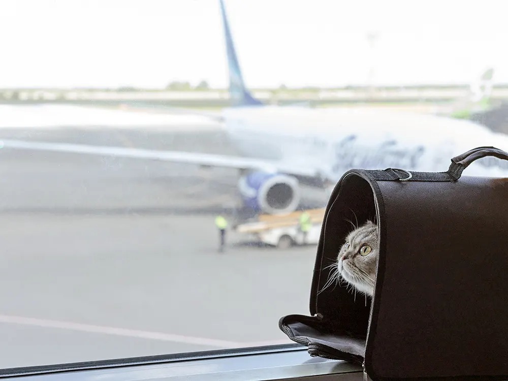 One Cat, Three Flights, Zero Consent: How Mittens Became a Frequent Flyer