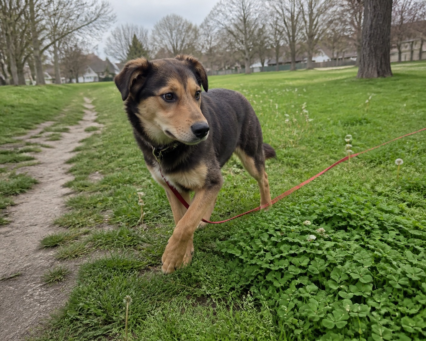 Your Dog Isn't Stubborn. Your Recall Cue Is Broken.