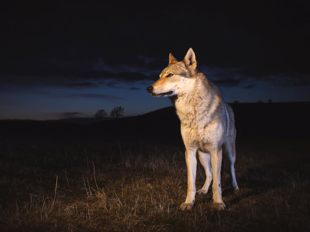 Most 'Wolfdogs' Have No Wolf in Them. The Lie Is What Fills the Sanctuaries.
