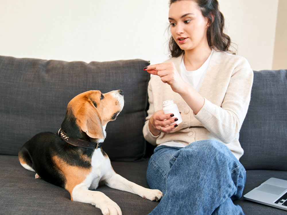 Benadryl for Dogs: Great for a Bee Sting, Overrated for Everyday Itch