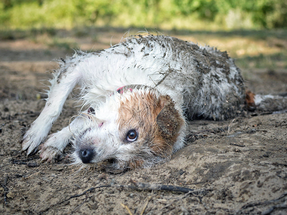 Mud Won't Hurt Your Dog. What's Living In It Might.