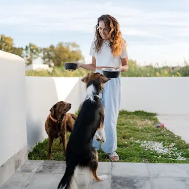One Bowl, Two Dogs: The Feeding Habit That Breeds Fights