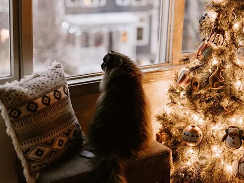 My Cat's New Year's Resolutions, In Her Own Words