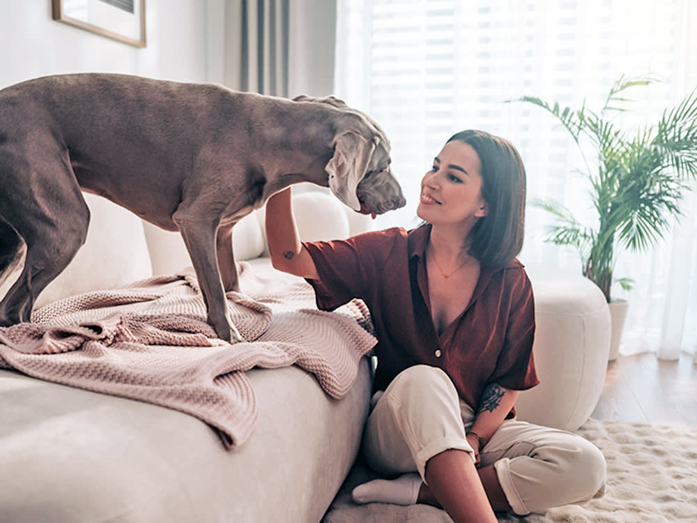 The 'Naked Dog' Trend Is Fine. Losing the ID Is the Real Risk.