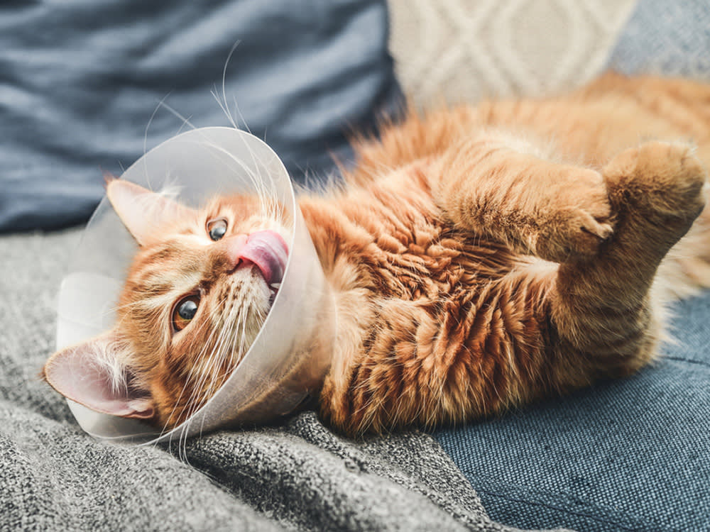 Neutering Won't Change Your Cat's Personality. It Will Change His Appetite.
