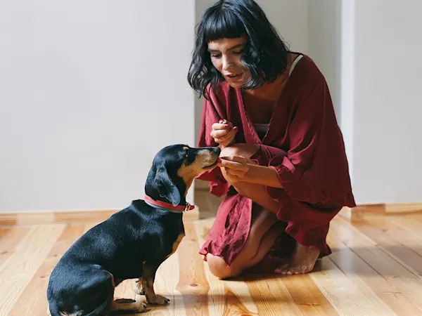 The First 30 Days Decide Everything: 6 House Rules for a New Dog