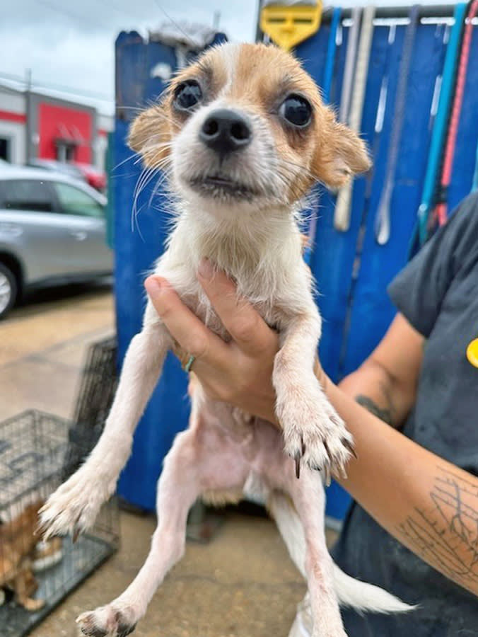Nobody Meant to Have 100 Dogs. That's How It Always Starts.