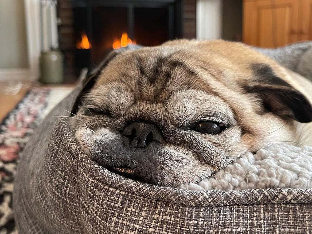 A Sleepy Pug Gave Millions of People Permission to Rest. We Could Still Use It.