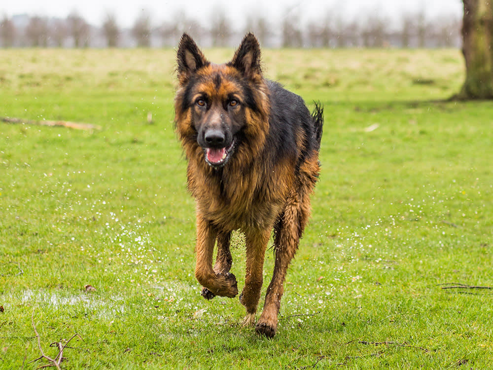 A Man Shot a Dog for Running at Him. He Was Never Charged.