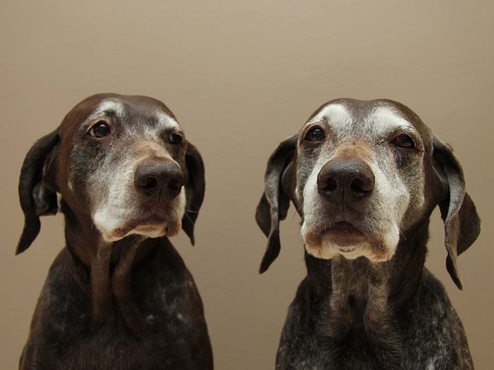 Your Old Dog Isn't Having a Stroke. The Next 72 Hours Will Prove It.