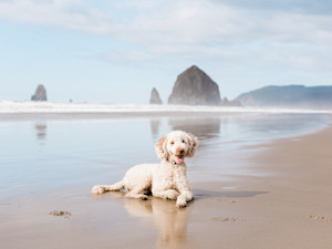 All 363 Miles of Oregon's Coast Are Public. Your Dog Already Knew.