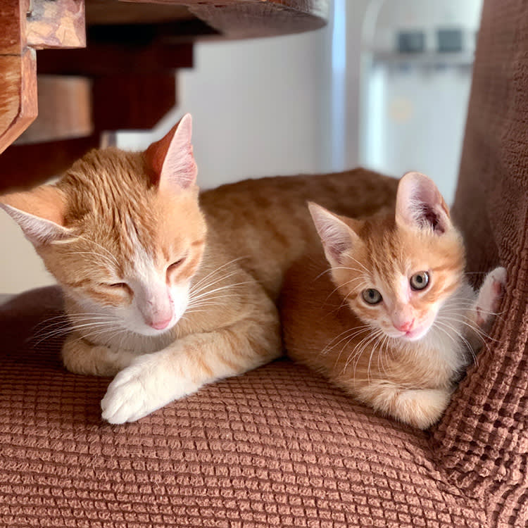 Littermates Don't Replace a Mother Cat. The Study Is Blunt About It.
