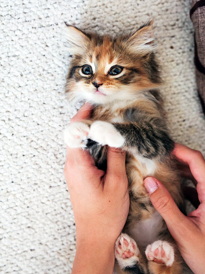 Orphaned Kittens Can't Poop on Their Own. Miss This and They Crash Fast.