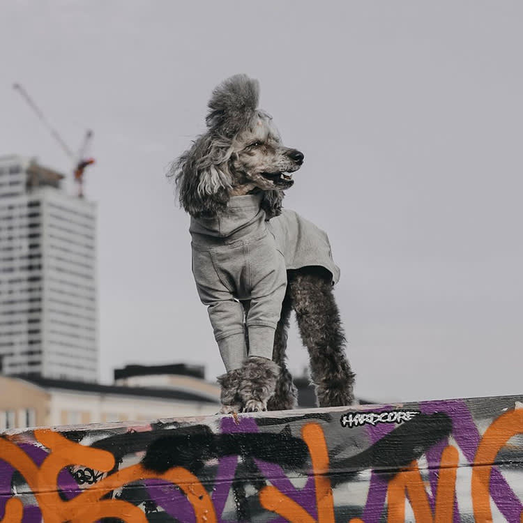 The World's Happiest Country Also Makes the Case for a Tiny Dog Wardrobe