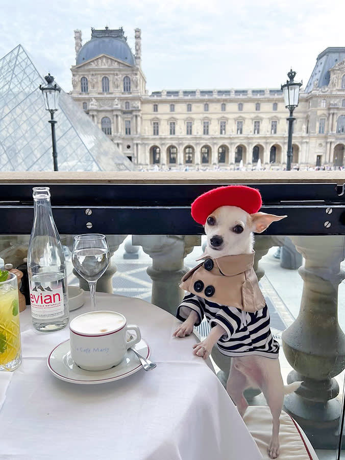 8 Absurdly Pampered Pets, Ranked by Whether the Money Bought Them Anything