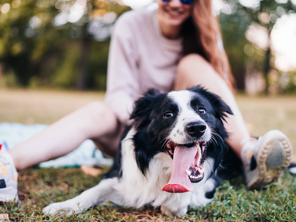 Your Dog's Panting Isn't the Problem. Panting With No Job to Do Is.