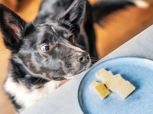 Parmesan Won't Poison Your Dog. The Salt Math Will.