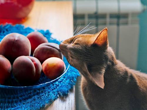 Cats and Peaches: The Sweet Flesh Is Safe. The Pit Is a Trip to the ER