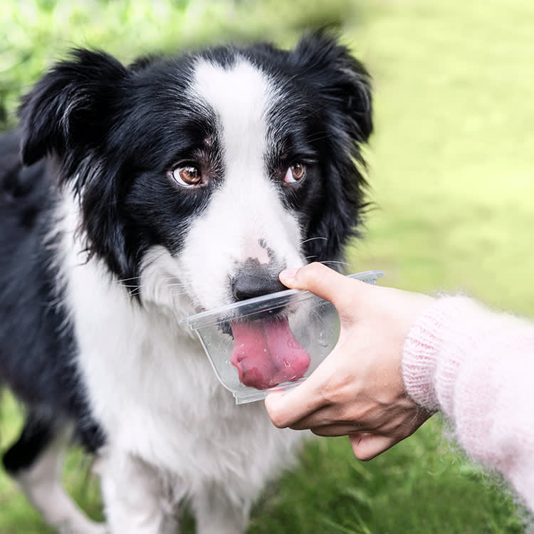Reaching for Pedialyte? Your Dog Almost Always Needs Water Instead