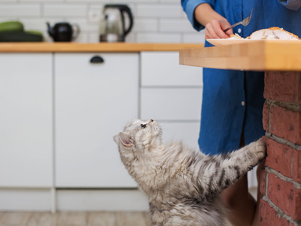 Your Cat's Plate-Begging Isn't Always Wrong. 8 Foods You Can Share.