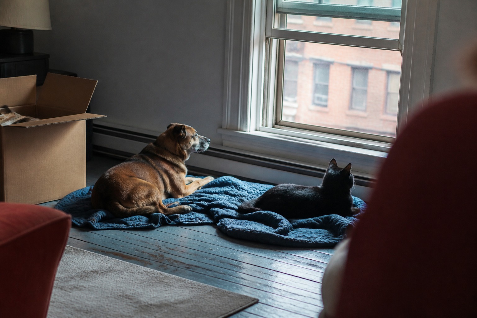He Lured a Feral Kitten Out With a Fast-Food Sandwich. Now 3 Million People Watch His Animals.