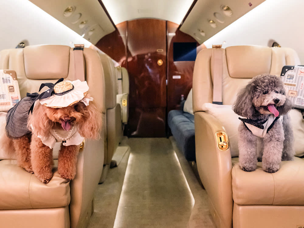 An $84,000 Seat for Your Dog. The Real Story Is Why Anyone Would Pay It.