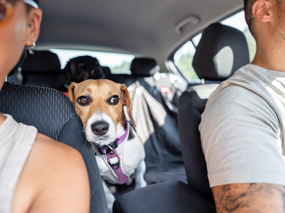The Go-Bag Won't Save Your Pet. Training Will.