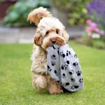 Your Dog's 'Emotional Support' Pumpkin Is Real Psychology, Not Just a Cute Video