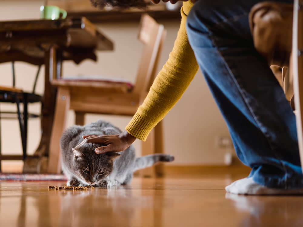 Can't Afford to Feed Your Pet Right Now? There's a Safety Net You Can't See