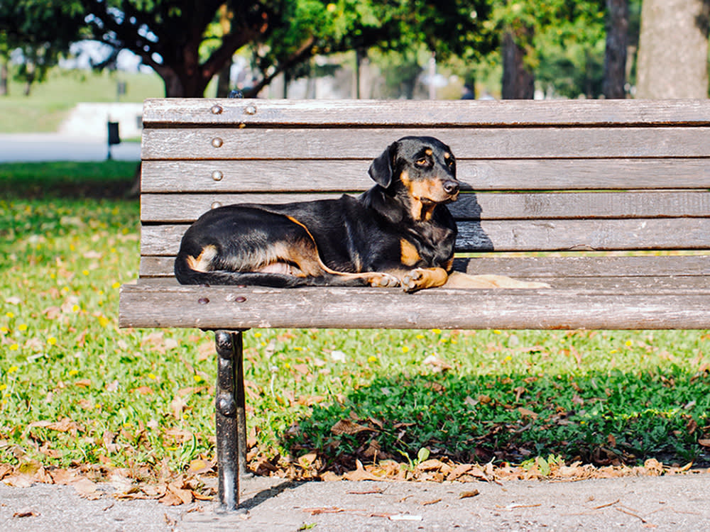 One in Three Pets Has No Home. The Top Reason People Give Theirs Up Isn't Cruelty.