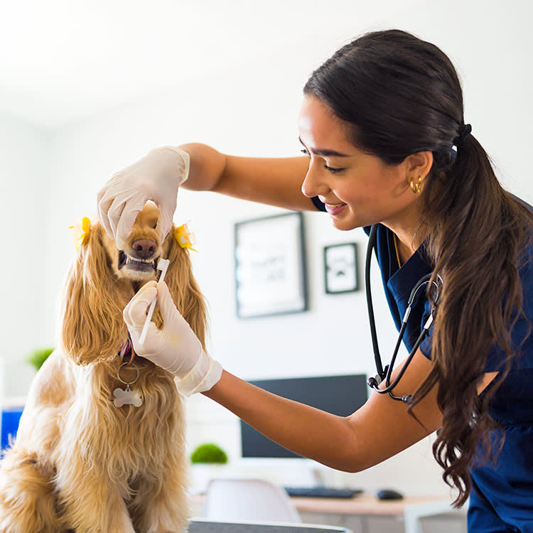 The Vet Says Your Pet Needs Dental Work. Here's What Insurance Actually Pays.