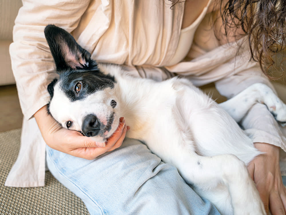 Your Pet Wears Their Stress on Their Face. Most Owners Miss It.