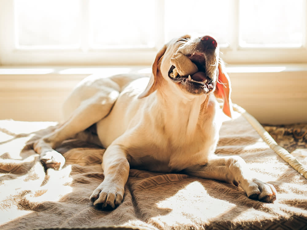 Petco Dumped Rawhide Five Years Ago. Here's What It Knew.