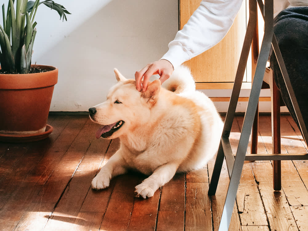 You're Petting Dogs Wrong. Here's How to Ask First