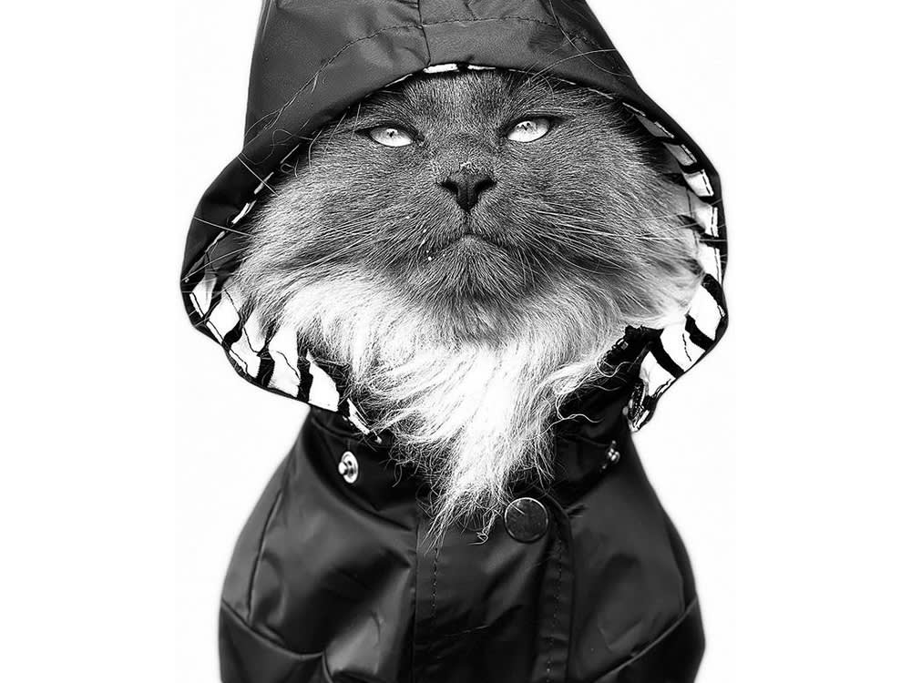 Shoot Your Pet Like a Cover Star: 7 Phone-Portrait Rules From a Pro