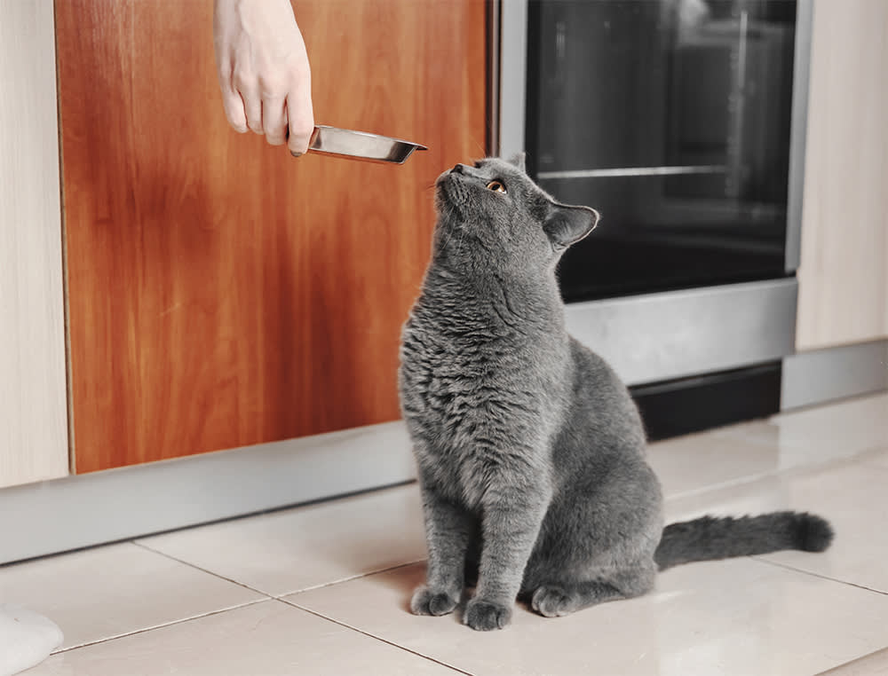 Ignore the Cute Kitten on the Bag. One Line of Fine Print Settles the Cat-Food Question.