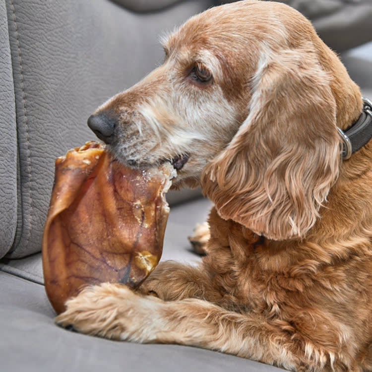 The Real Pig Ear Risk Isn't Your Dog's Stomach. It's Your Kitchen Counter