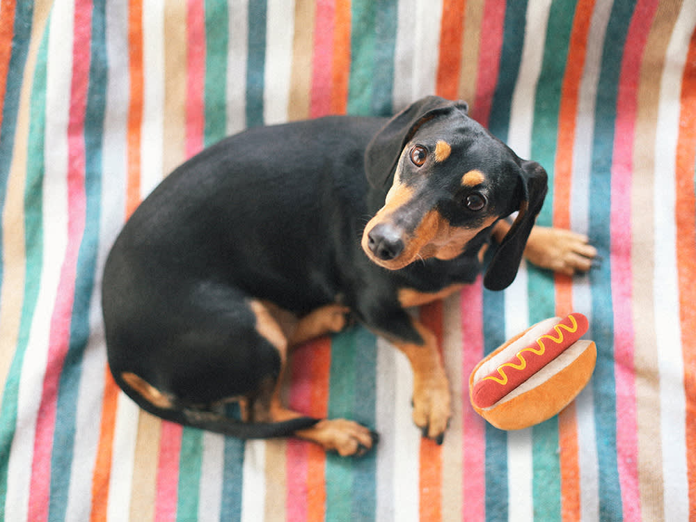 I Bought My Dachshund a Hot Dog Toy. He Was Personally Offended.